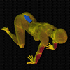 Torsion bras tendus